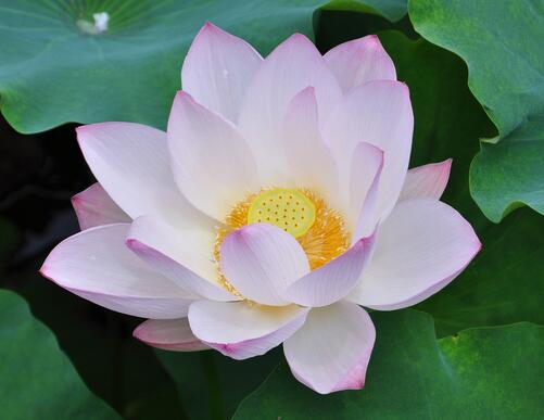 荷花的種植方法？荷花的花語是什么？【圖】