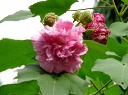 木芙蓉的花語？木芙蓉的功效與作用？【圖】