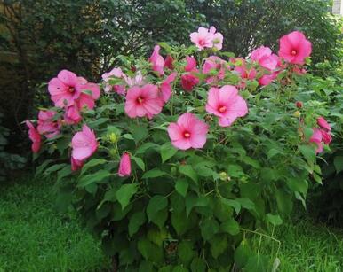 木芙蓉的花語？木芙蓉的功效與作用？【圖】