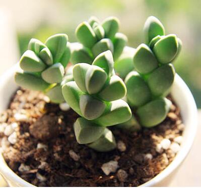 鹿角海棠怎么繁殖？鹿角海棠發(fā)皺、徒長(zhǎng)怎么辦？【圖】