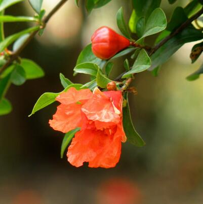 石榴花花語是什么？石榴花種植方法？【圖】