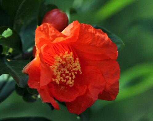 石榴花花語是什么？石榴花種植方法？【圖】