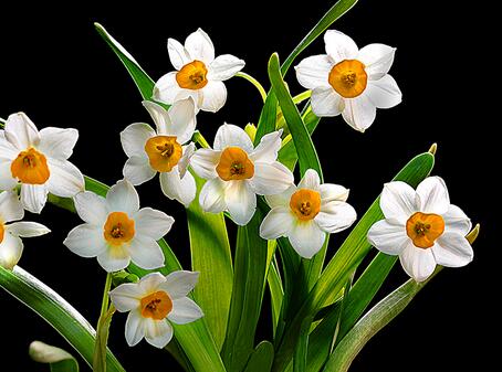 水仙花對家居環境的影響？水仙花的養殖方法？【圖】