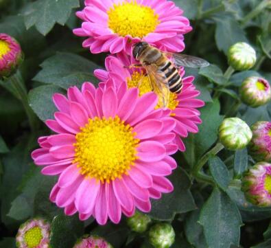 荷蘭菊怎么養?荷蘭菊的養殖方法【圖】