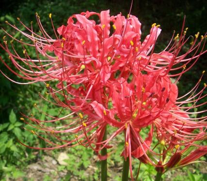 石蒜的功效與作用是什么?石蒜的花語?【圖】