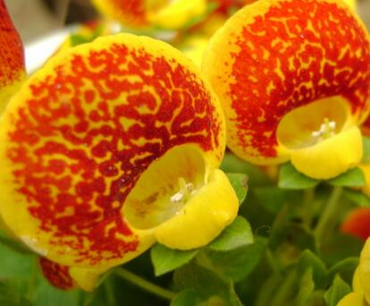 荷包花的養殖方法?荷包花的花語?【圖】