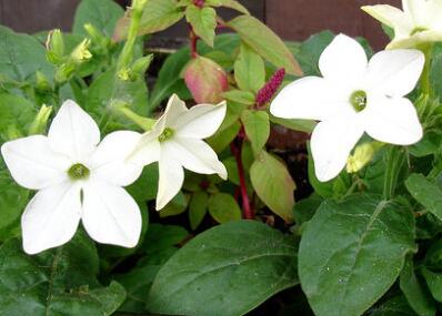 花煙草的形態(tài)特征?花煙草的栽培技術(shù)?【圖】