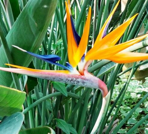 鶴望蘭的形態特征?鶴望蘭的繁殖方式?【圖】