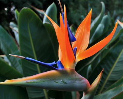 鶴望蘭的形態特征?鶴望蘭的繁殖方式?【圖】