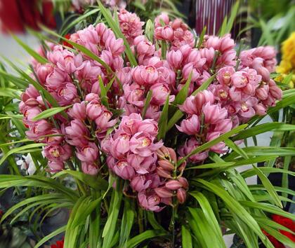 大花蕙蘭的生殖特性?大花蕙蘭的栽培要點?【圖】