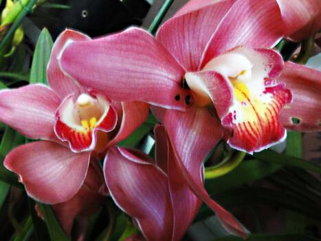 大花蕙蘭的生殖特性?大花蕙蘭的栽培要點?【圖】