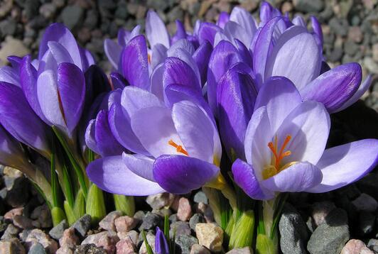 番紅花的栽培技術?番紅花的主要用途?【圖】