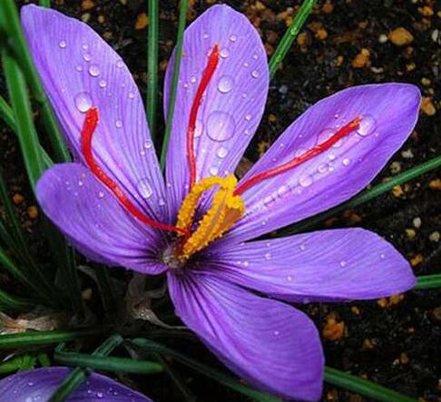 番紅花的栽培技術?番紅花的主要用途?【圖】