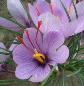 番紅花的栽培技術?番紅花的主要用途?【圖】