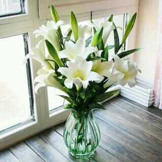 百合的繁殖方式?百合的花語?【圖】