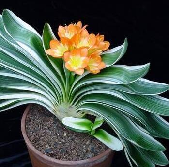 君子蘭的養殖方法和注意事項大全?【圖】