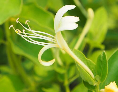 金銀花的功效與作用?金銀花的花語？【圖】