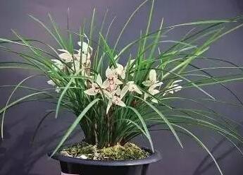 蘭花怎么養(yǎng)?蘭花的花語？【圖】