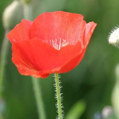 罌粟花的傳說?罌粟花的花語？【圖】