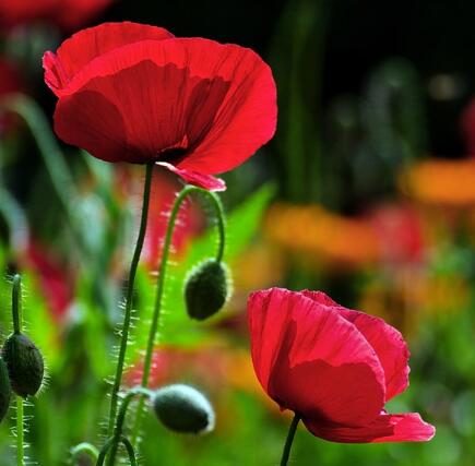罌粟花的傳說?罌粟花的花語？【圖】