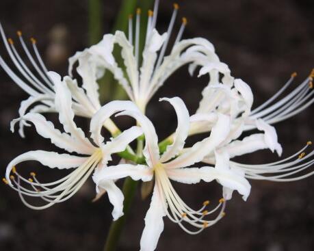 彼岸花的花語?彼岸花的佛教內(nèi)涵？【圖】