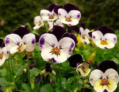 三色堇的功效與作用?三色堇的花語？【圖】