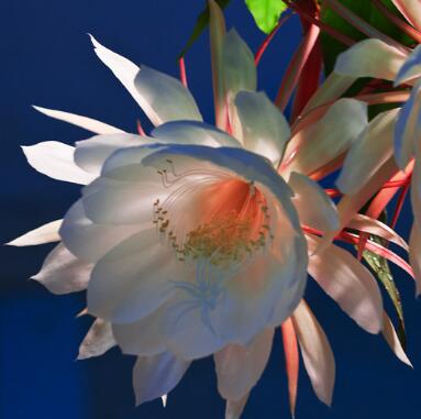 曇花的傳說？曇花的養殖方法？【圖】