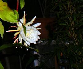 曇花的傳說？曇花的養殖方法？【圖】