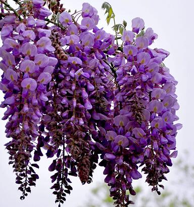 紫藤的花語？紫藤的種植方法?【圖】