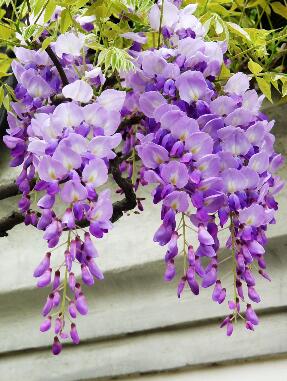 紫藤的花語？紫藤的種植方法?【圖】