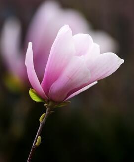 木蘭花的花語？木蘭花的栽培技術？【圖】