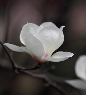 木蘭花的花語？木蘭花的栽培技術？【圖】