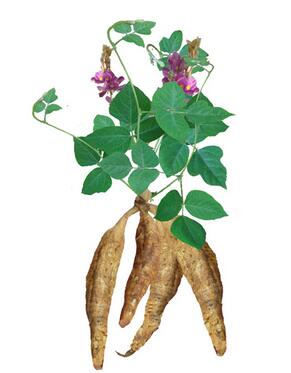 葛根的作用與功效？葛根的種植技術？【圖】