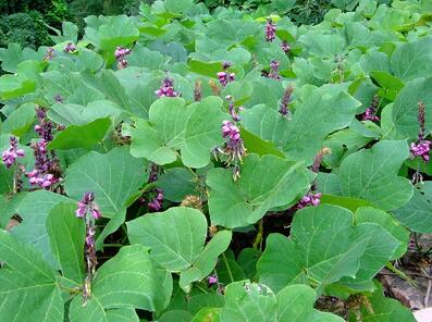 葛根的作用與功效？葛根的種植技術？【圖】