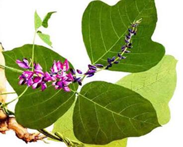 葛根的作用與功效？葛根的種植技術？【圖】