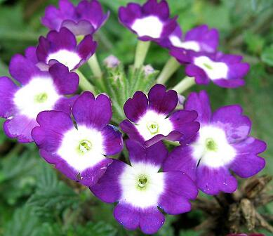 美女櫻的養殖方法？美女櫻繁殖方法：？【圖】