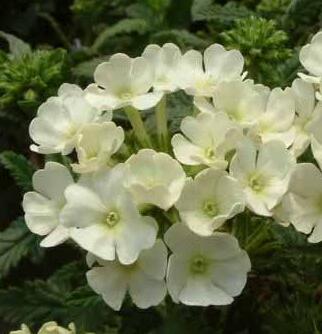 美女櫻的養殖方法？美女櫻繁殖方法：？【圖】