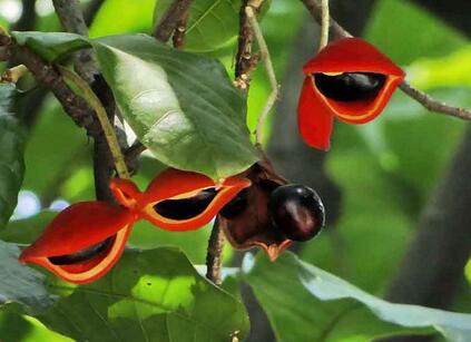 蘋婆的繁殖方法？美女櫻繁殖方法：？【圖】