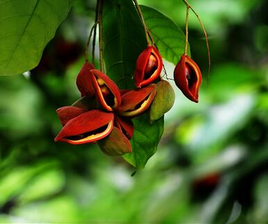 蘋婆的繁殖方法？美女櫻繁殖方法：？【圖】