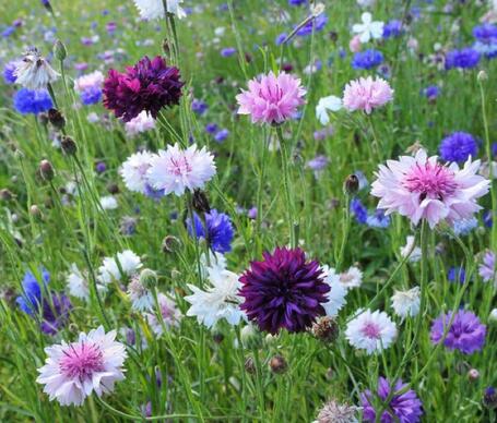 矢車菊的花語？矢車菊的功效與作用？【圖】