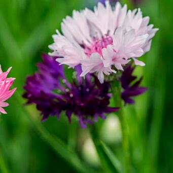 矢車菊的花語？矢車菊的功效與作用？【圖】