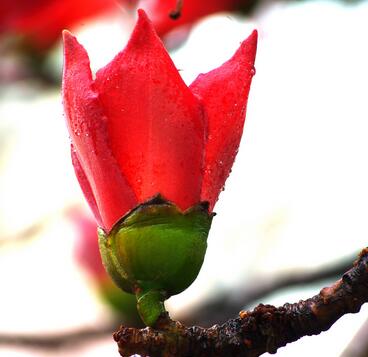 木棉花的花語？木棉的象征意義？【圖】