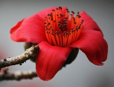 木棉花的花語？木棉的象征意義？【圖】