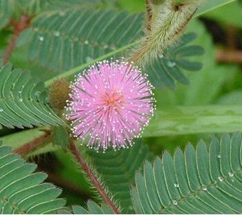 含羞草的繁殖方式？含羞草的栽培技術？【圖】