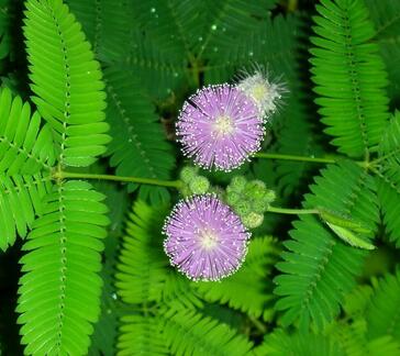 含羞草的繁殖方式？含羞草的栽培技術？【圖】