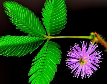 含羞草的繁殖方式？含羞草的栽培技術？【圖】