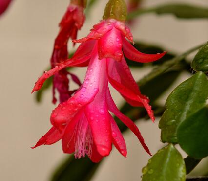 蟹爪蘭的養(yǎng)殖方法？蟹爪蘭養(yǎng)殖之繁殖？【圖】