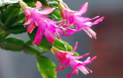 蟹爪蘭的養(yǎng)殖方法？蟹爪蘭養(yǎng)殖之繁殖？【圖】