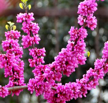 紫荊形態(tài)特征和生態(tài)習(xí)性？紫荊養(yǎng)殖之繁殖？【圖】