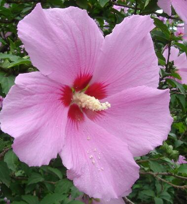 木槿花花語？木槿的繁殖方法？【圖】